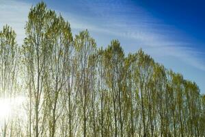 Row of poplars against the light photo