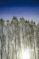 Row of poplars against the light photo