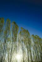 Row of poplars against the light photo
