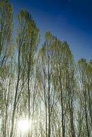 Row of poplars against the light photo