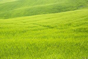 The color of the ripening wheat photo