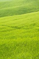 The color of the ripening wheat photo