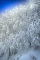 Snowy forest on a sunny day photo