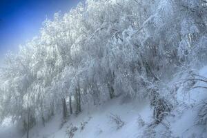 Snowy forest on a sunny day photo