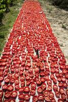 Pachino tomato to dry photo