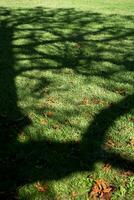 Tree shadow on a meadow photo