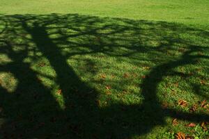 Tree shadow on a meadow photo
