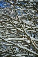 Snow-covered tree branch photo