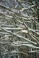 Snow-covered tree branch photo