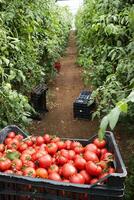 Collection of fresh tomato photo