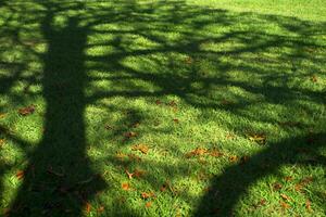 Tree shadow on a meadow photo