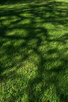 Tree shadow on a meadow photo