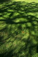 Tree shadow on a meadow photo