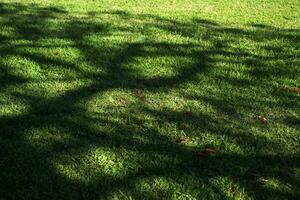 Tree shadow on a meadow photo