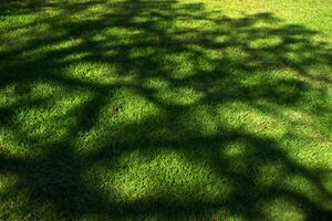 árbol sombra en un prado foto