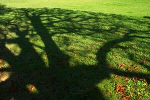 Tree shadow on a meadow photo