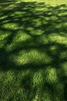 Tree shadow on a meadow photo