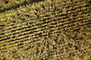 View of a wheat field photo