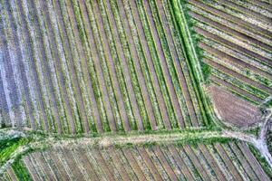 Vineyard seen from above photo