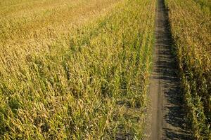 View of a field of corn photo