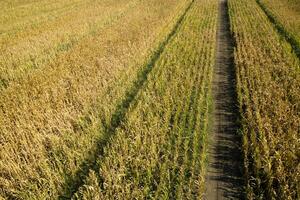 View of a field of corn photo