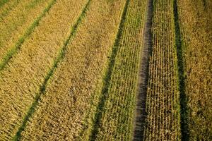 View of a field of corn photo