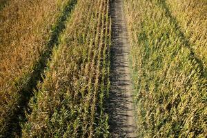 View of a field of corn photo