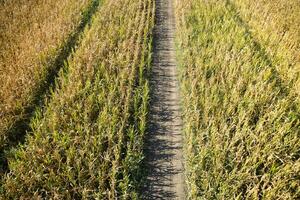 ver de un campo de maíz foto