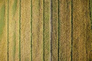 View of a field of corn photo