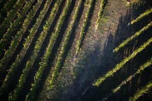 View of a vineyard photo