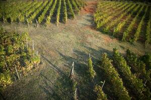 The shape of a vineyard photo