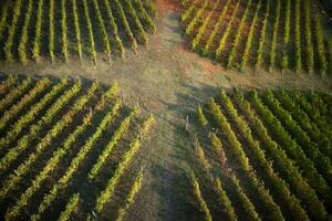 The shape of a vineyard photo