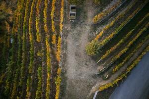 Vineyard in the autumn photo