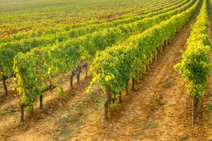 Vineyard in the autumn photo