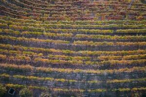 Vineyard in the autumn photo