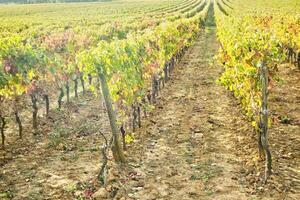 Vineyard in the autumn photo