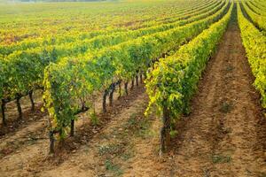 Vineyard in the autumn photo