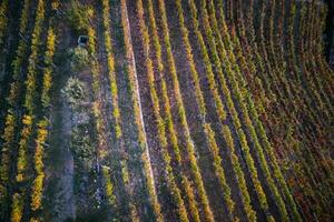 Vineyard in the autumn photo