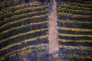 Vineyard in the autumn photo