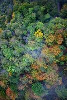 Autumn above the forest photo