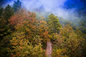 otoño encima el bosque foto