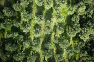 Aerial view of an olive grove photo