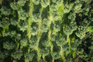 Aerial view of an olive grove photo