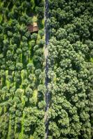 Aerial view of an olive grove photo