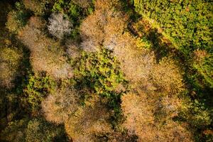 otoño visto desde encima foto