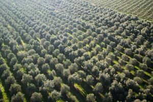 Plantation of olive trees photo