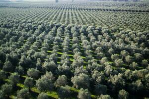 Plantation of olive trees photo