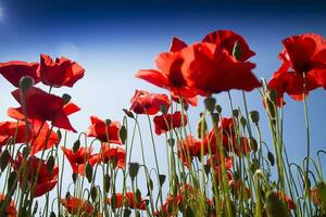 The poppy at the end of flowering photo