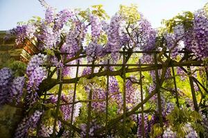 The bunches of wisteria photo