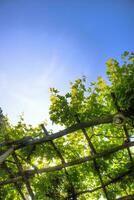 Pergola covered by the vine plant photo